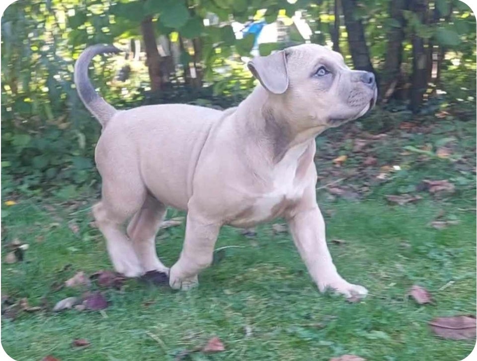 American bully hvalpe 8 uger