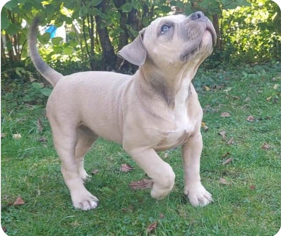 American bully hvalpe 8 uger