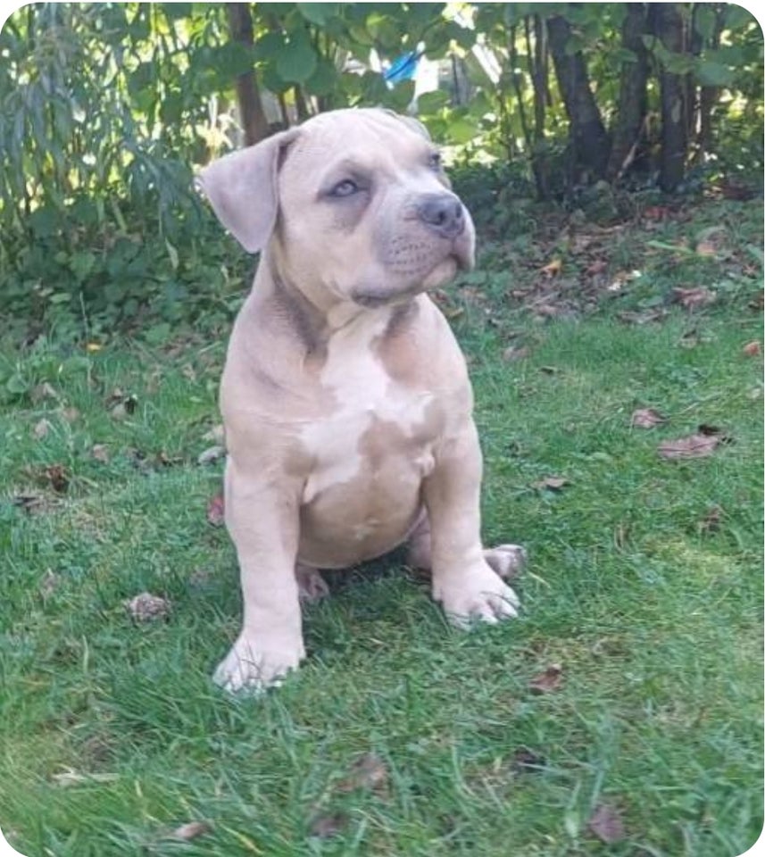 American bully hvalpe 8 uger