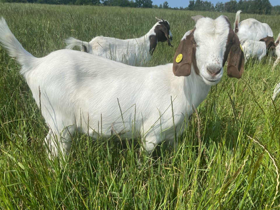 Boerged Boer gimmer ged fra sidste