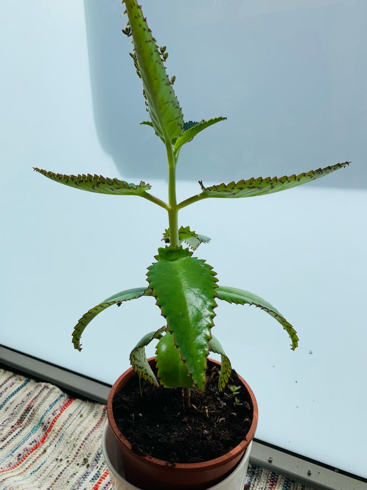 Mother of thousands Kalanchoe