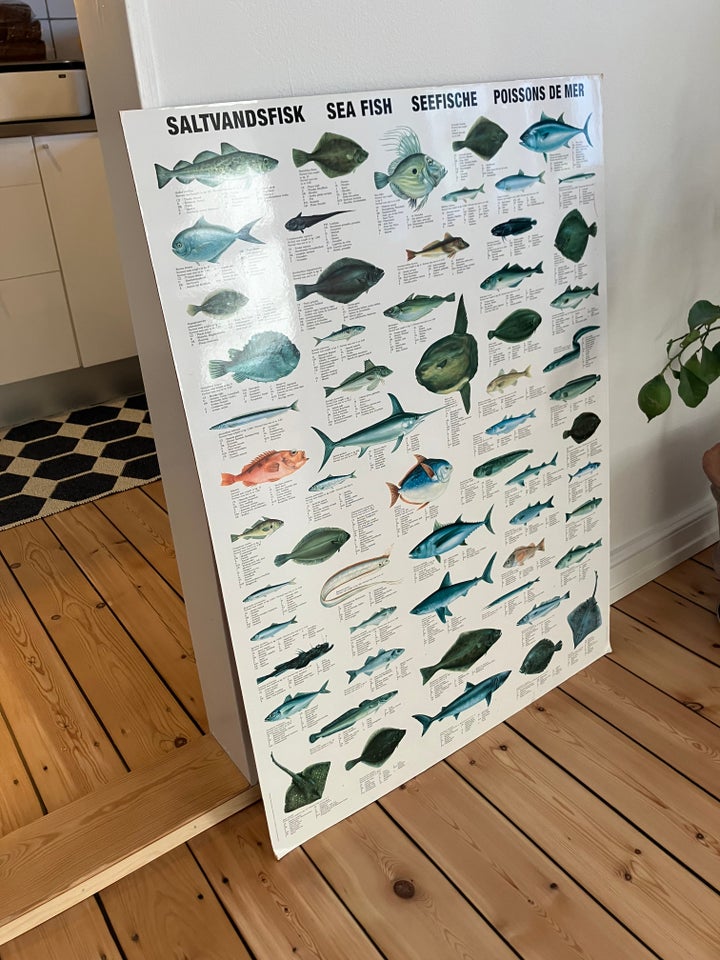 Plakat med fisk på træplade motiv: