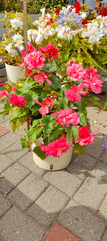 Begonia Begonia