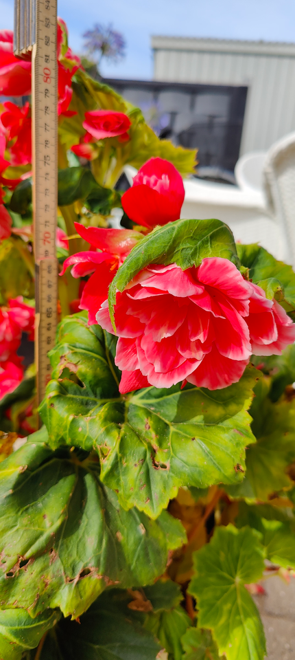 Begonia Begonia