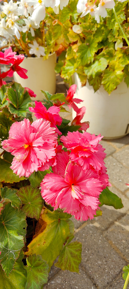 Begonia Begonia