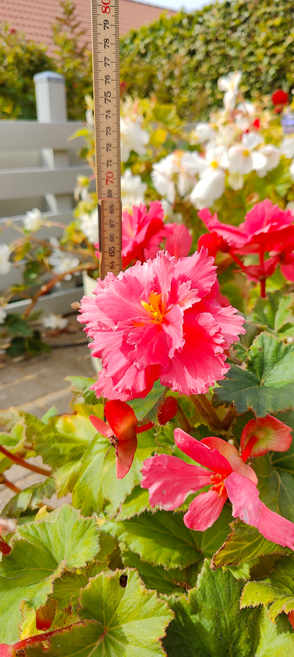 Begonia Begonia