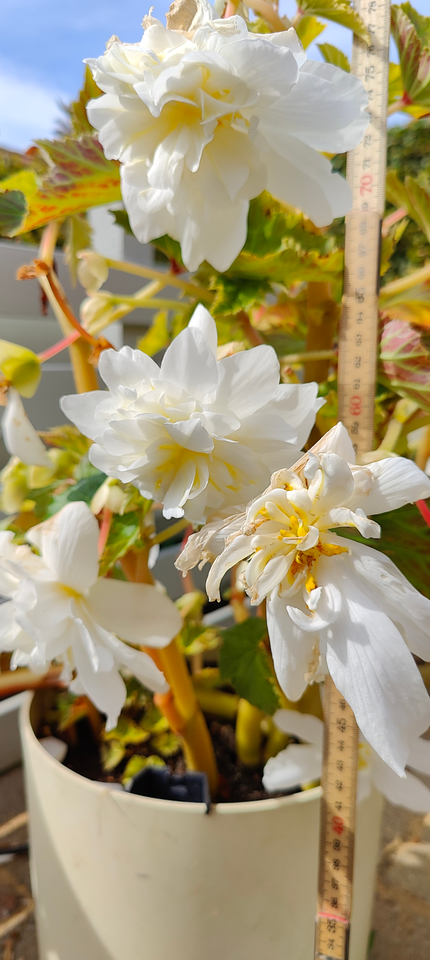 Begonia Begonia