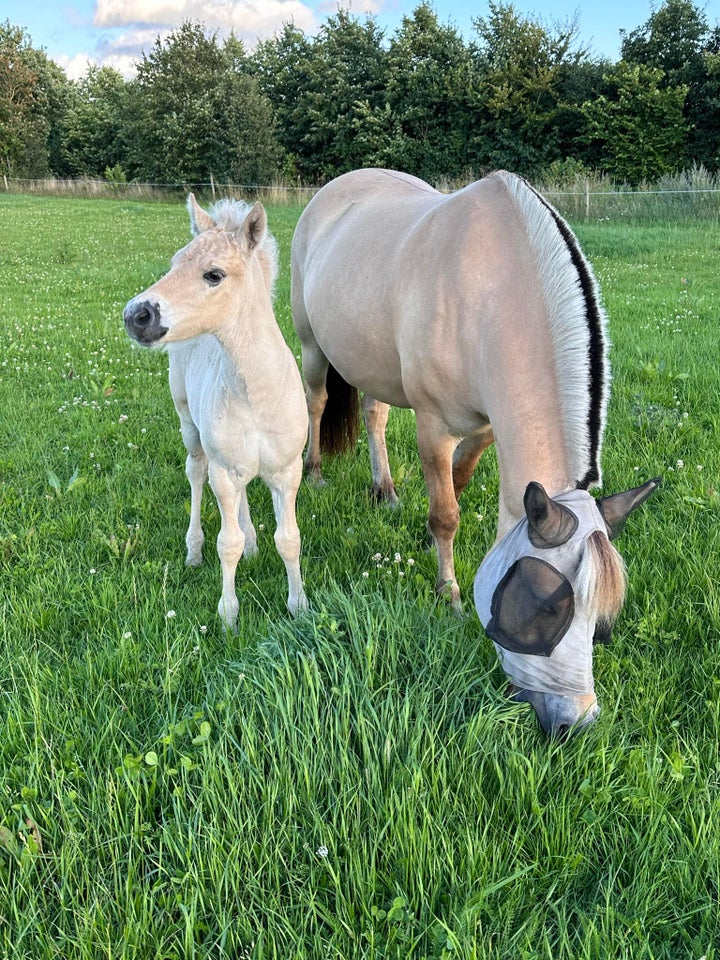 Fjordhest hingst 0 år