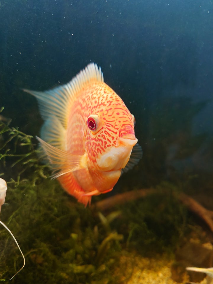 Severum Red spot, 4 stk.