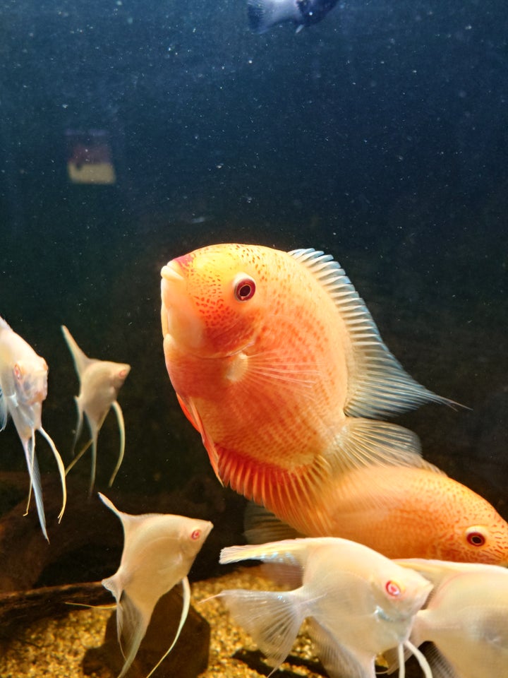 Severum Red spot, 4 stk.