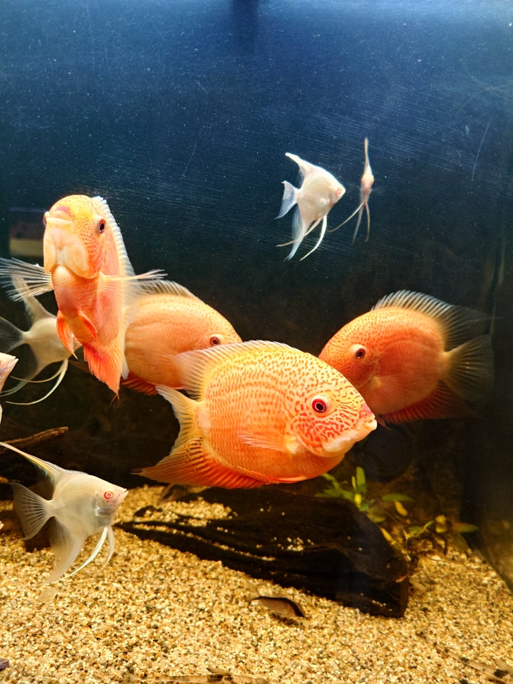 Severum Red spot, 4 stk.