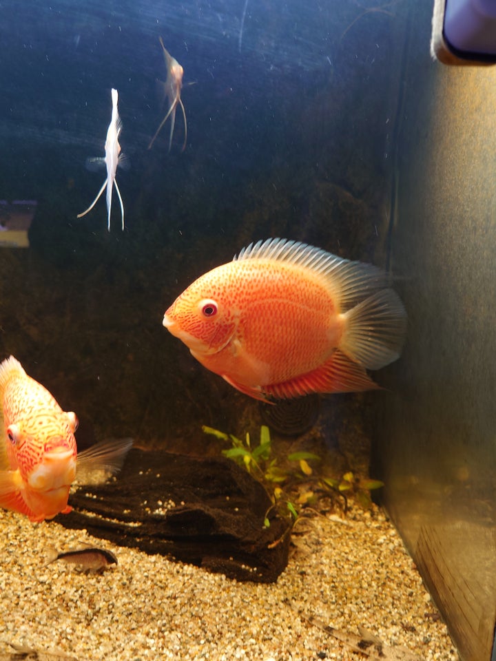 Severum Red spot, 4 stk.