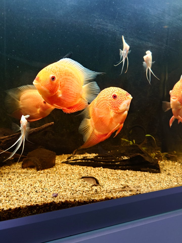 Severum Red spot, 4 stk.