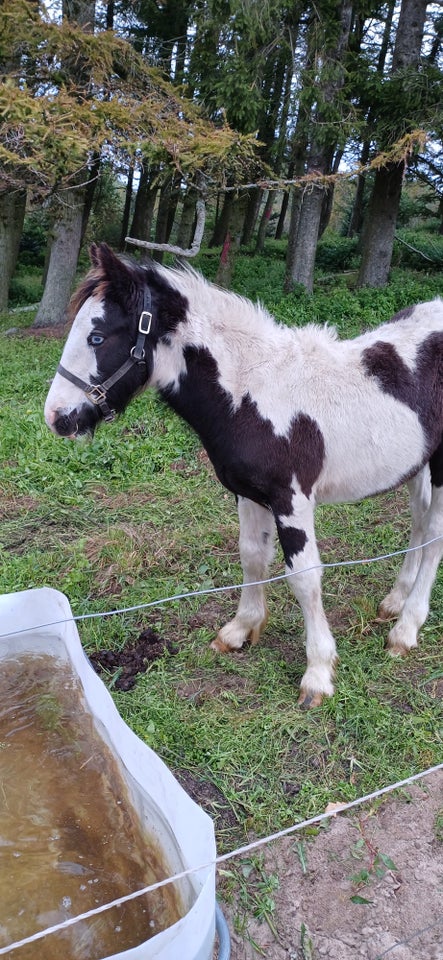 Irish Cob, hingst, 0 år