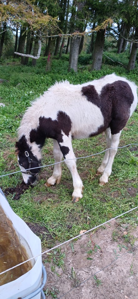 Irish Cob, hingst, 0 år