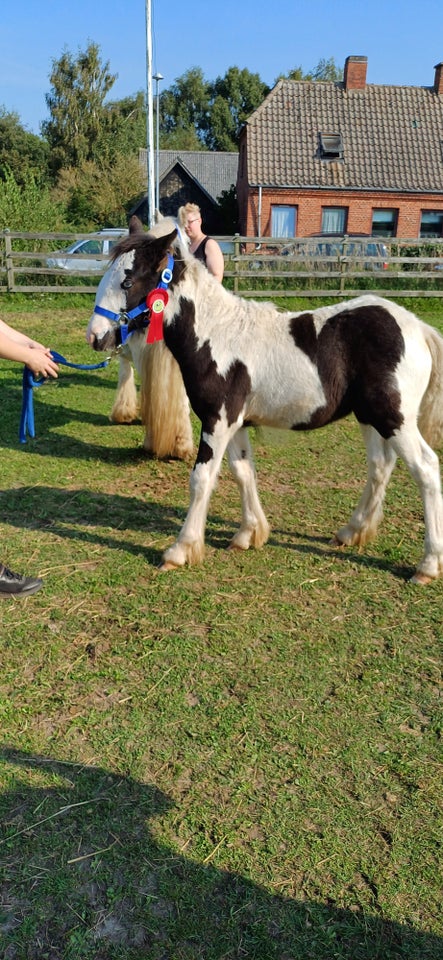 Irish Cob, hingst, 0 år