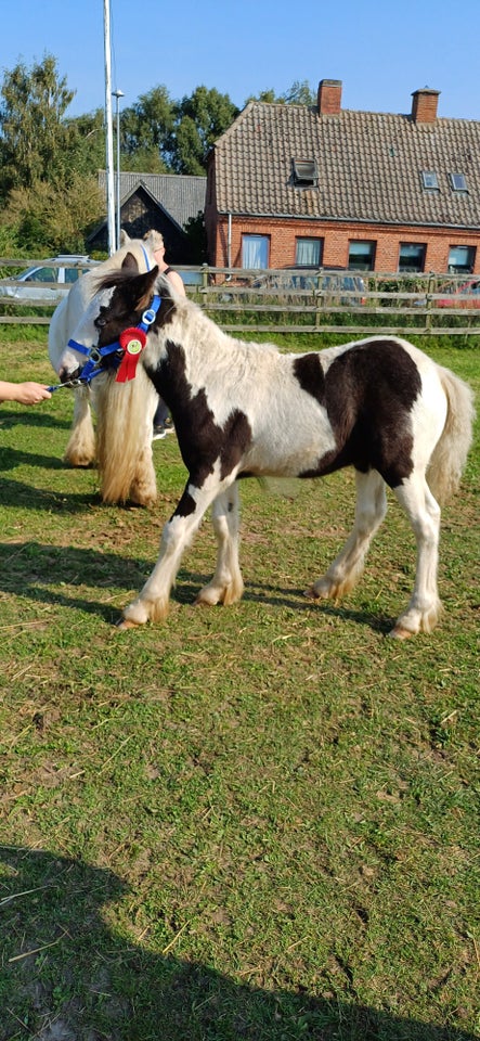 Irish Cob, hingst, 0 år