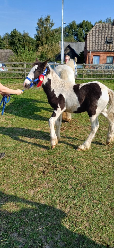 Irish Cob, hingst, 0 år