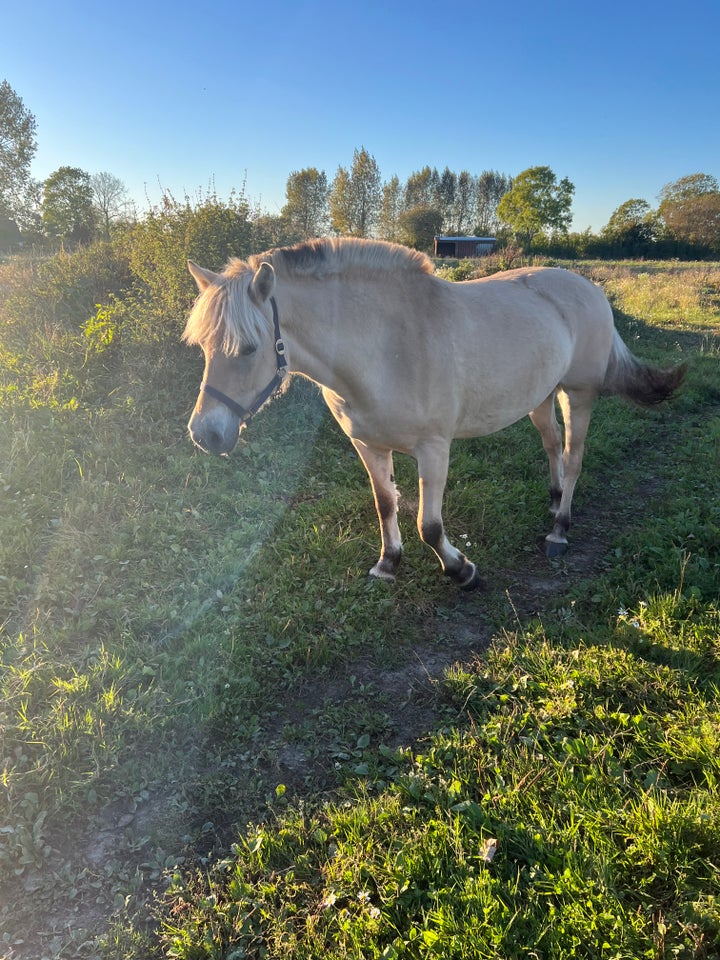 Fjordhest, hoppe, 2 år