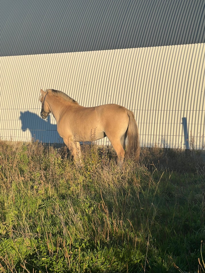 Fjordhest, hoppe, 2 år