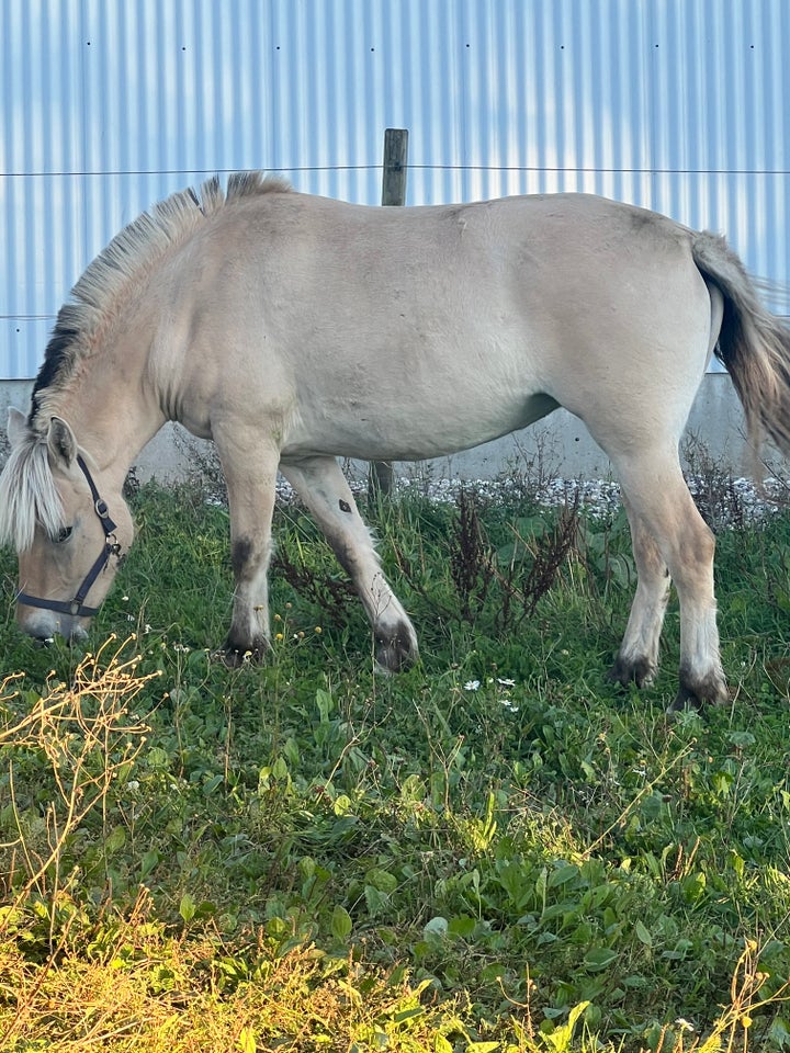 Fjordhest, hoppe, 2 år