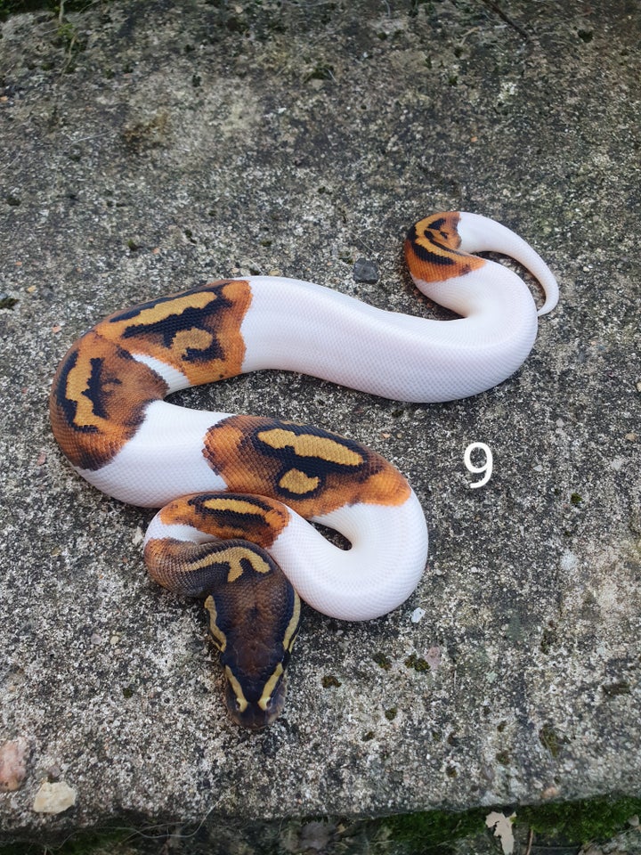 Slange, Pied kongepythons