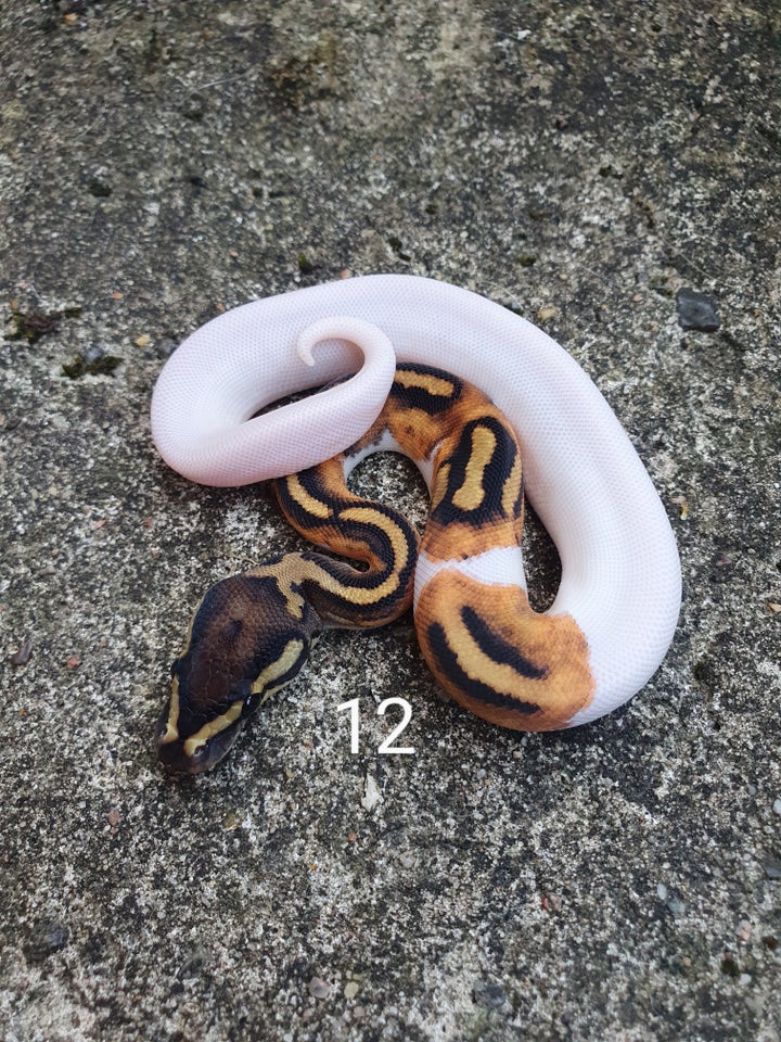 Slange, Pied kongepythons