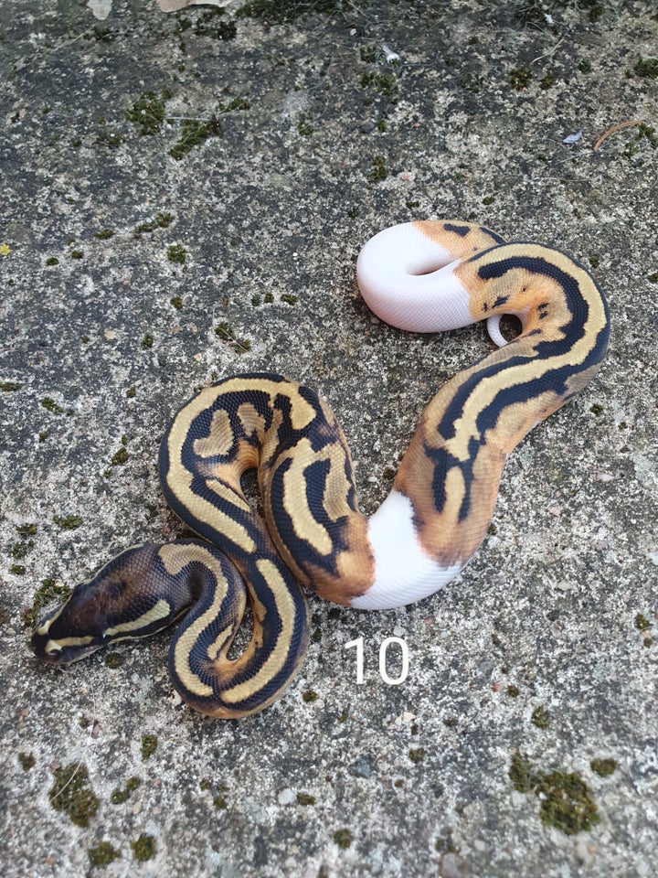 Slange, Pied kongepythons