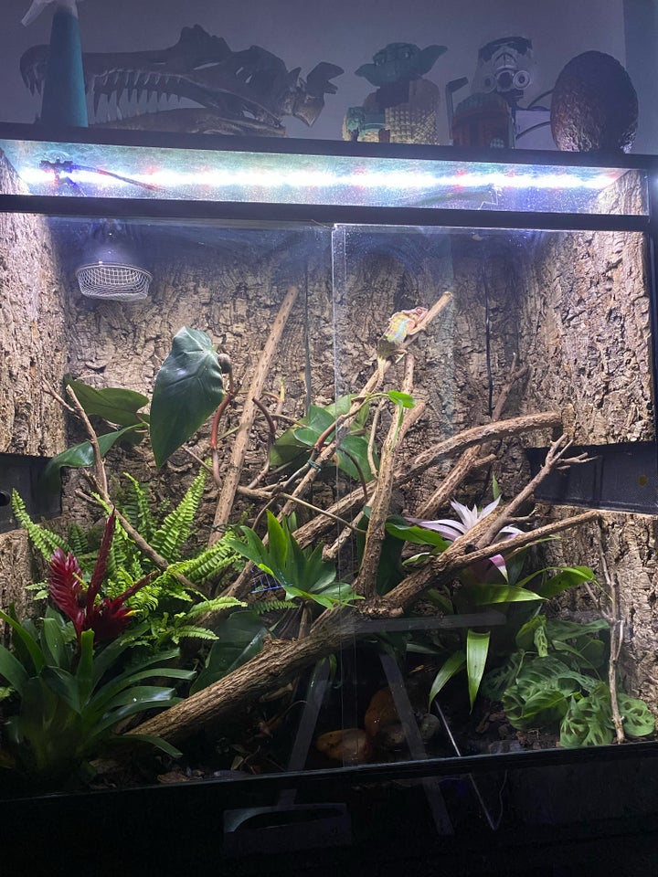 Terrarium, 500 liter, b: 100 d: 50 h: