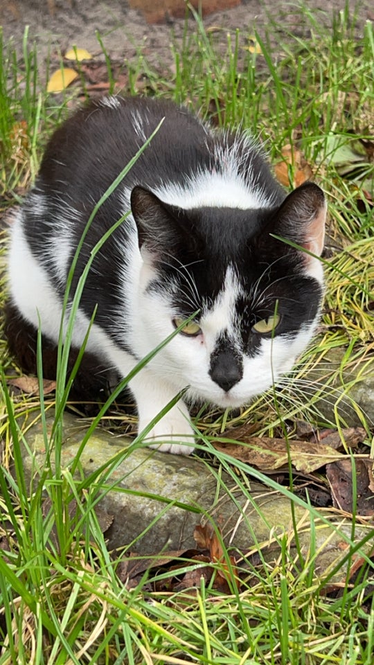 Hunkat, Blanding , 2 år