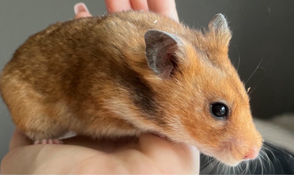 Hamster, Guldhamster, 0 år