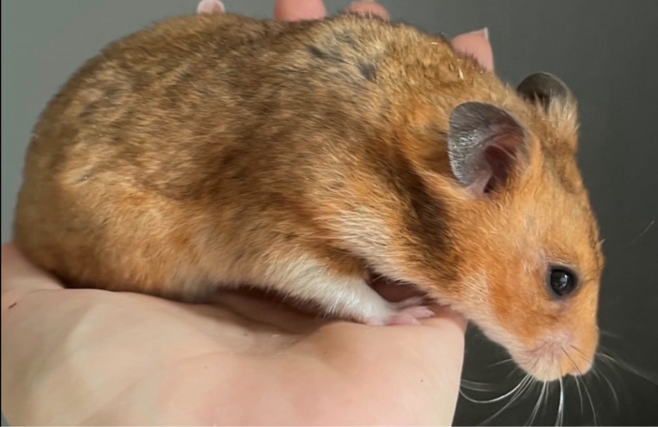 Hamster, Guldhamster, 0 år