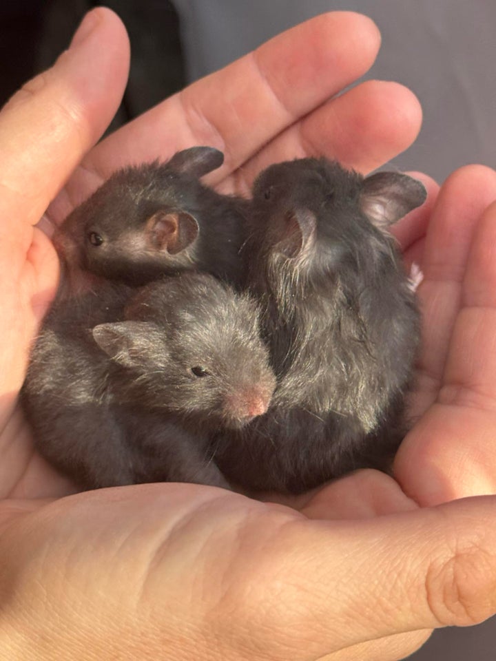 Hamster Guldhamster  0 år