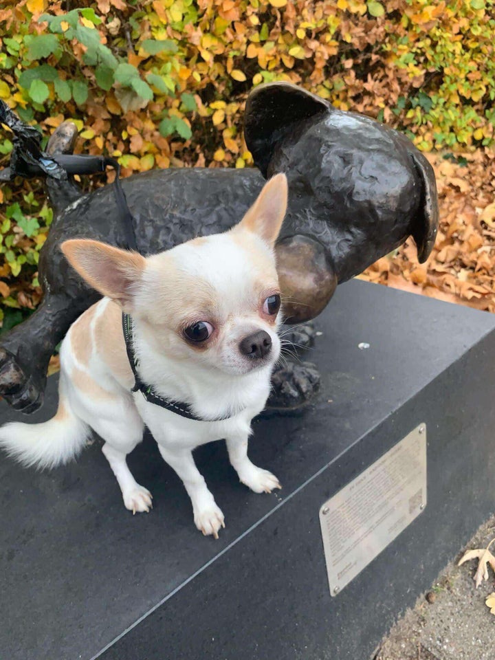 Chihuahua, hund, 3 år