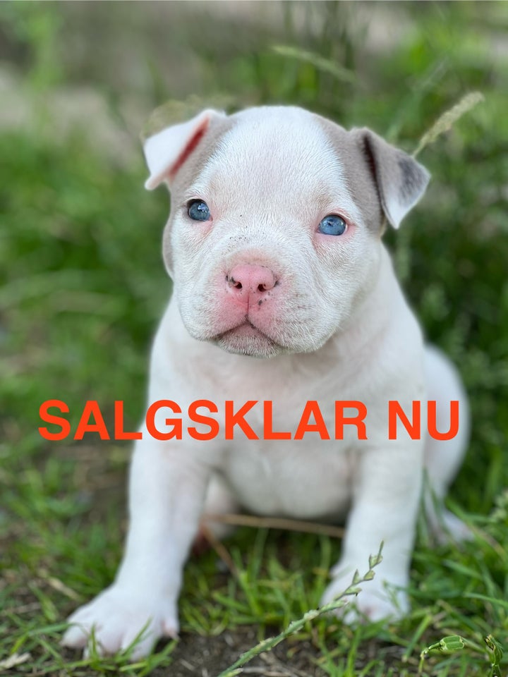 American bully hund 7 mdr