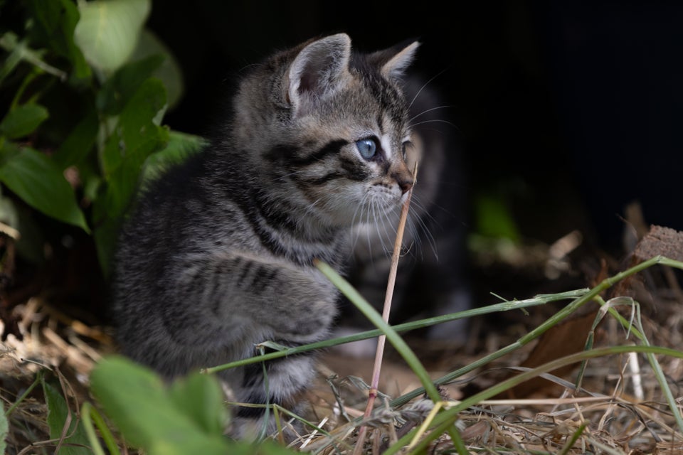 Flere killinger Bengal / Ragdoll