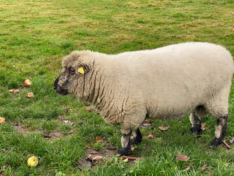 Vædder, Shropshire, 1 stk.