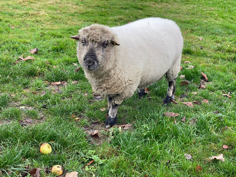 Vædder, Shropshire, 1 stk.