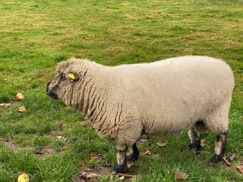 Vædder, Shropshire, 1 stk.