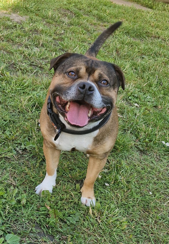 Staffordshire bull terrier hund