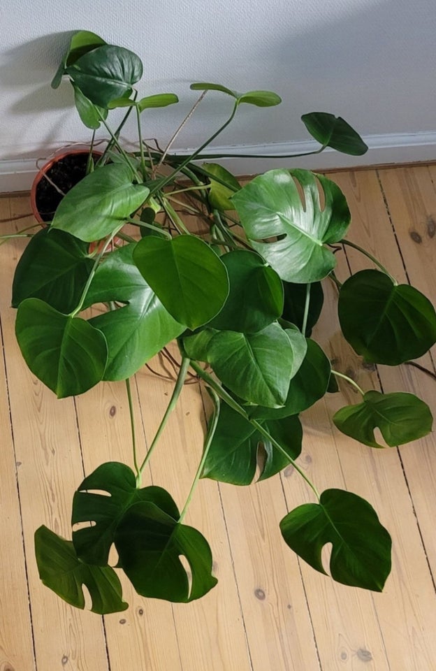 fingerphilodendron