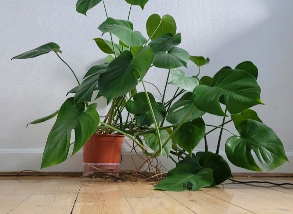 fingerphilodendron