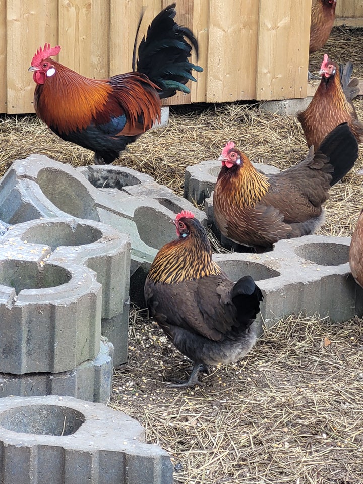 Daggamle kyllinger 35 stk