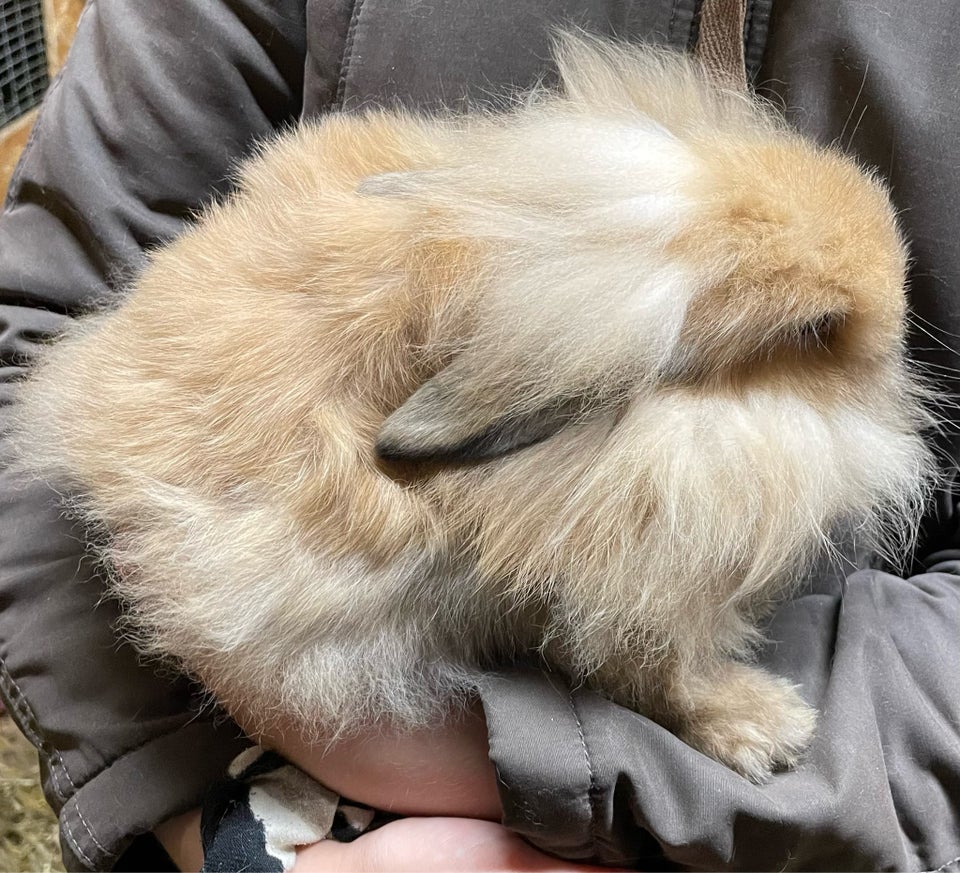 Kanin Mini lop / løvehoved 0 år