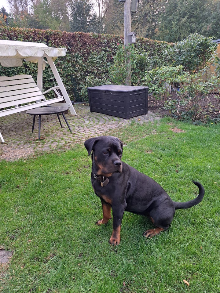 Rottweiler, tæve, 12 mdr.