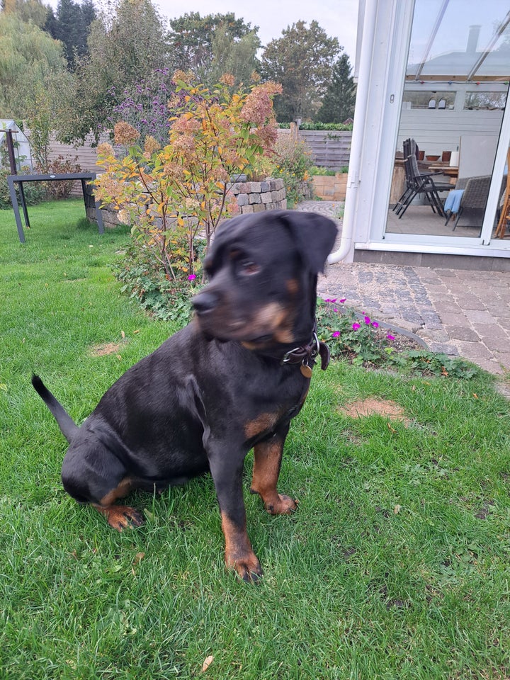 Rottweiler, tæve, 12 mdr.