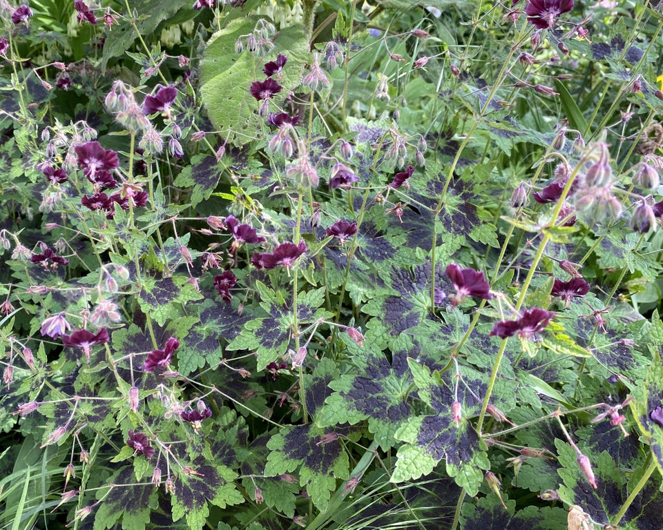 Geranium Phaeum Storkenæb i