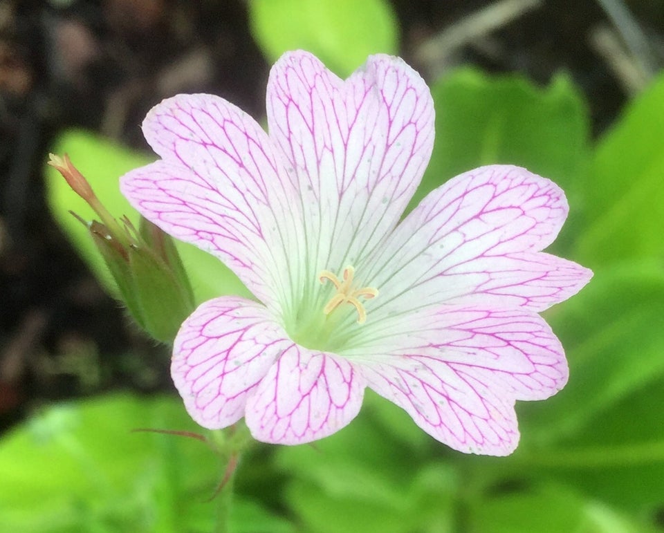 Geranium Oxonianum, Storkenæb der