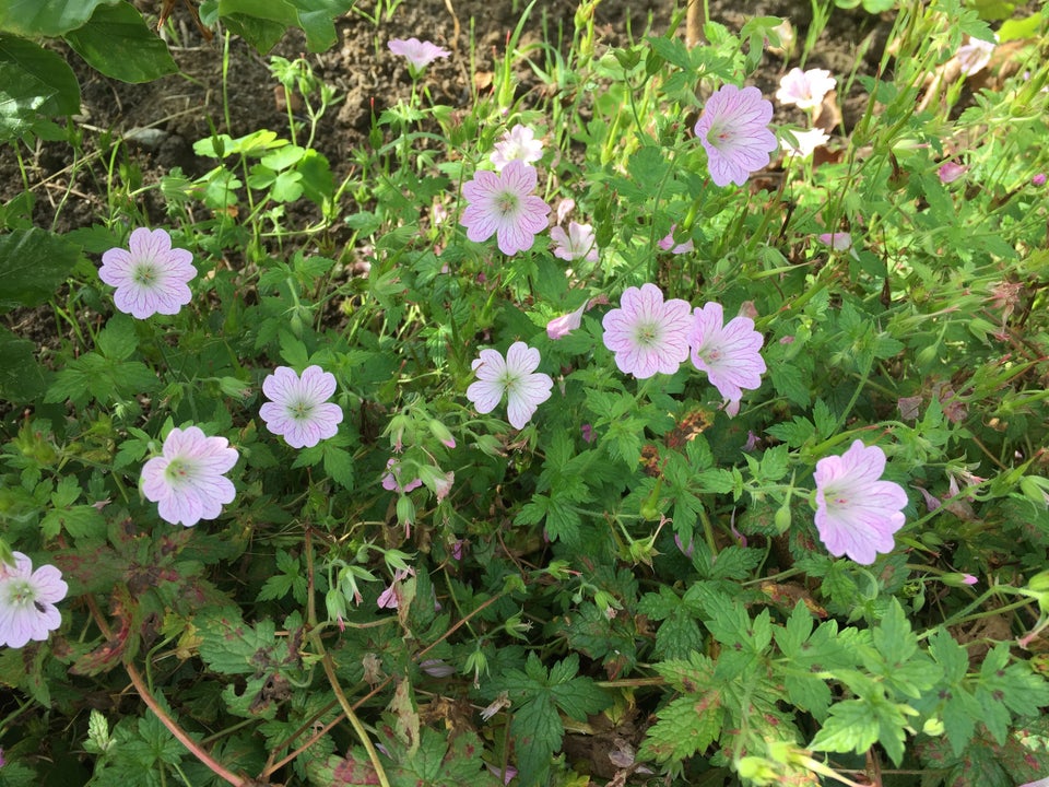 Geranium Oxonianum, Storkenæb der