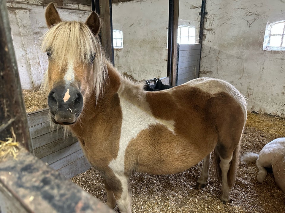 Blanding, hoppe, 6 år